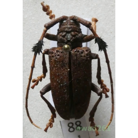Aristobia freneyi Schmitt, 1992 25mm Thailand88